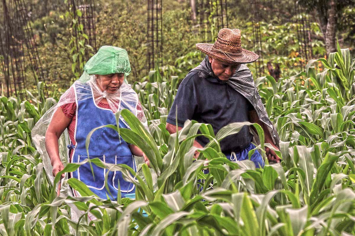 Mantiene el PRI negocio del fertilizante en Guerrero