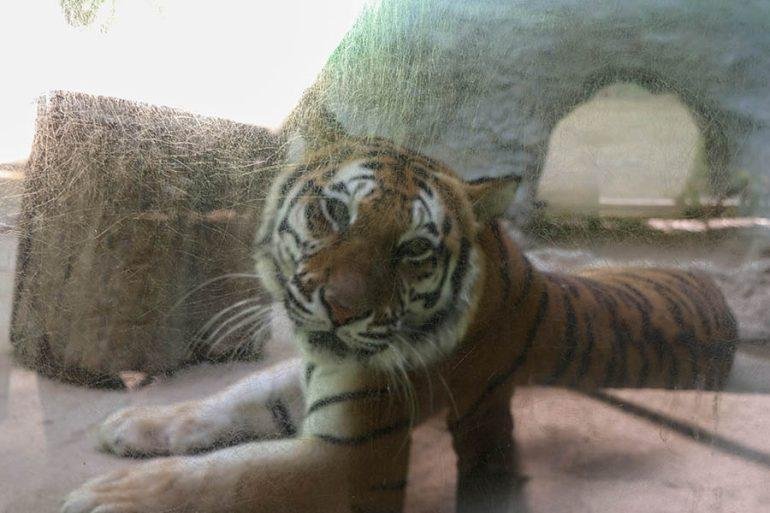 Profepa: los tres tigres de Quechultenango están bajo custodia de la Fiscalía local