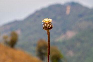 Fumigaciones de Ejército afecta sembradíos de amapola y medio ambiente, denuncian campesinos de la Sierra
