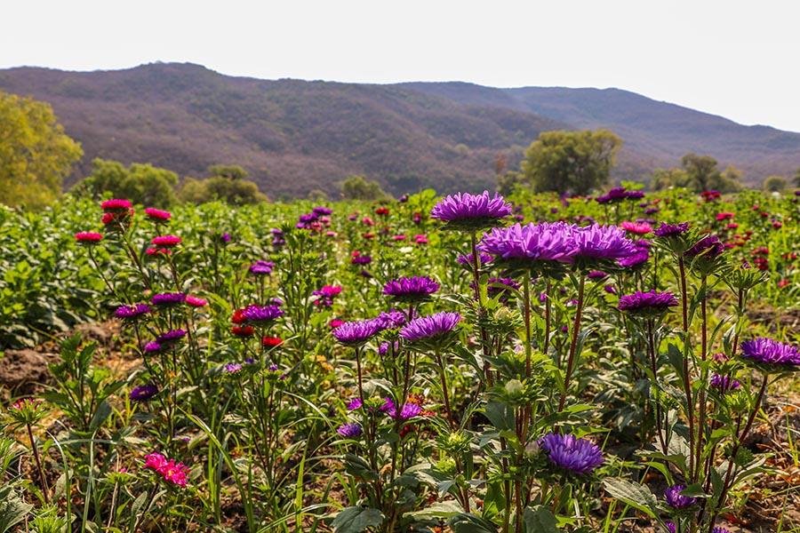 Tixtla: productor de flores y hortalizas de Guerrero