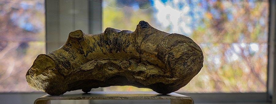 Museo Paleontológico de la Uagro, una inmersión a la vida de hace dos millones de años