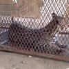 Delicada la salud del felino hallado en Tecpan y resguardado en el Zoochilpan