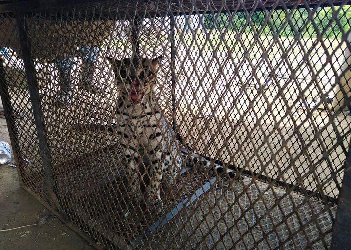 Trasladarán a Acapulco a ocelote capturado en la sierra de Tecpan