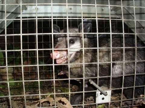 Conoce al tlacuache, el marsupial mexicano que controla plagas, crea bosques y dio el fuego a la humanidad