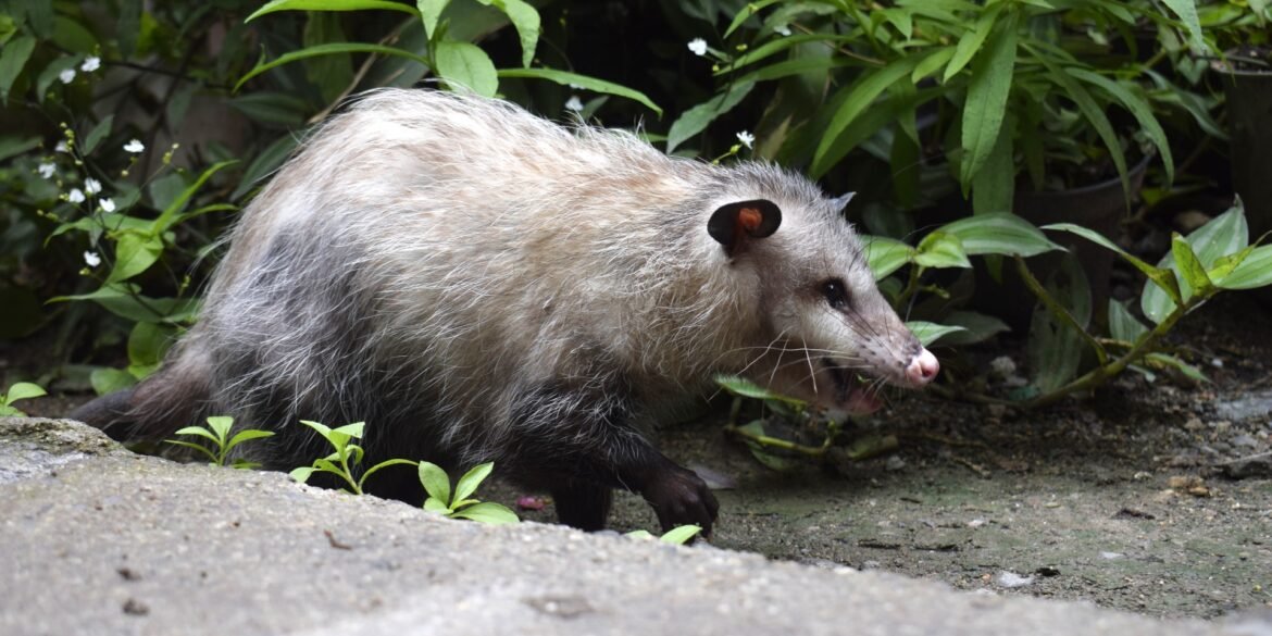 Tlacuache Sicarú