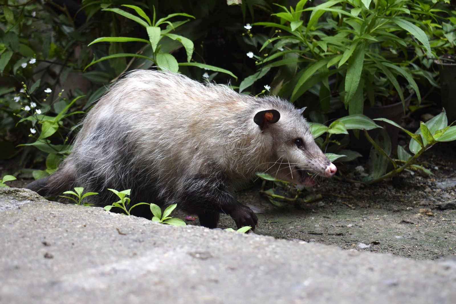 Tlacuache Sicarú