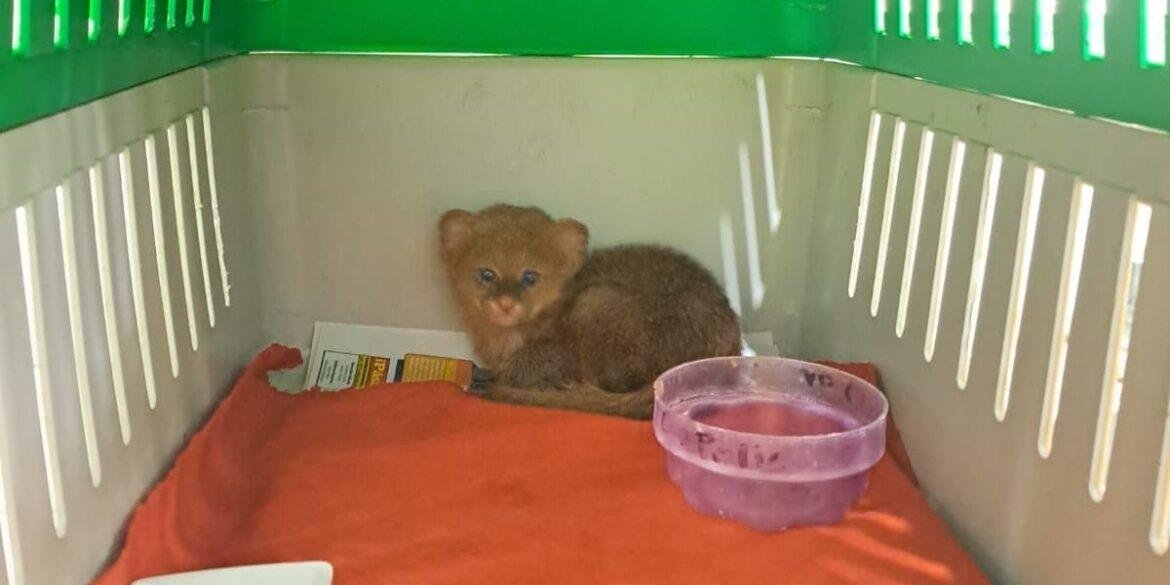 Llega a Zoochilpan el jaguarundi que fue hallado por unos niños en Tierra Caliente; pensaron que era un gatito