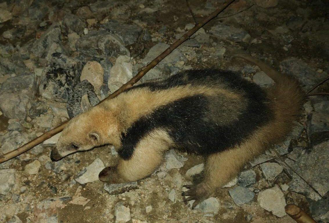 Rescatan y liberan a oso hormiguero en la Sierra de Tecpan