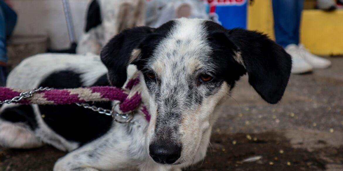¿Pueden castigar a quien envenenó a mi perrito?
