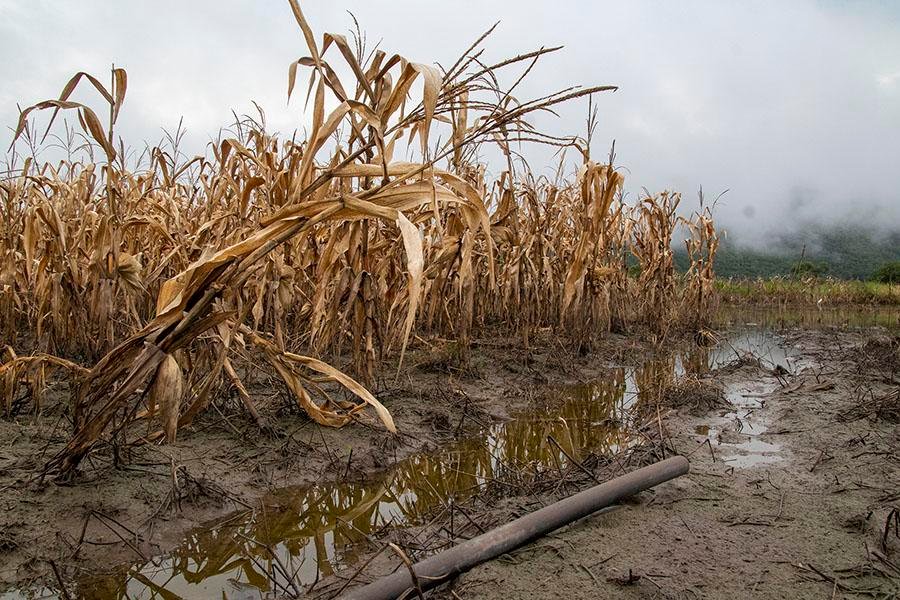 Campesinos de Tixtla pierden sus cultivos por lluvias