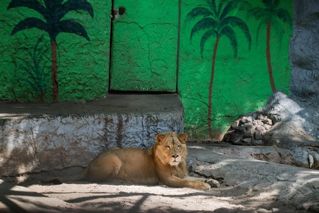 Presentan león africano  en zoológico de Chilpancingo; era la mascota de una familia en Costa Grande