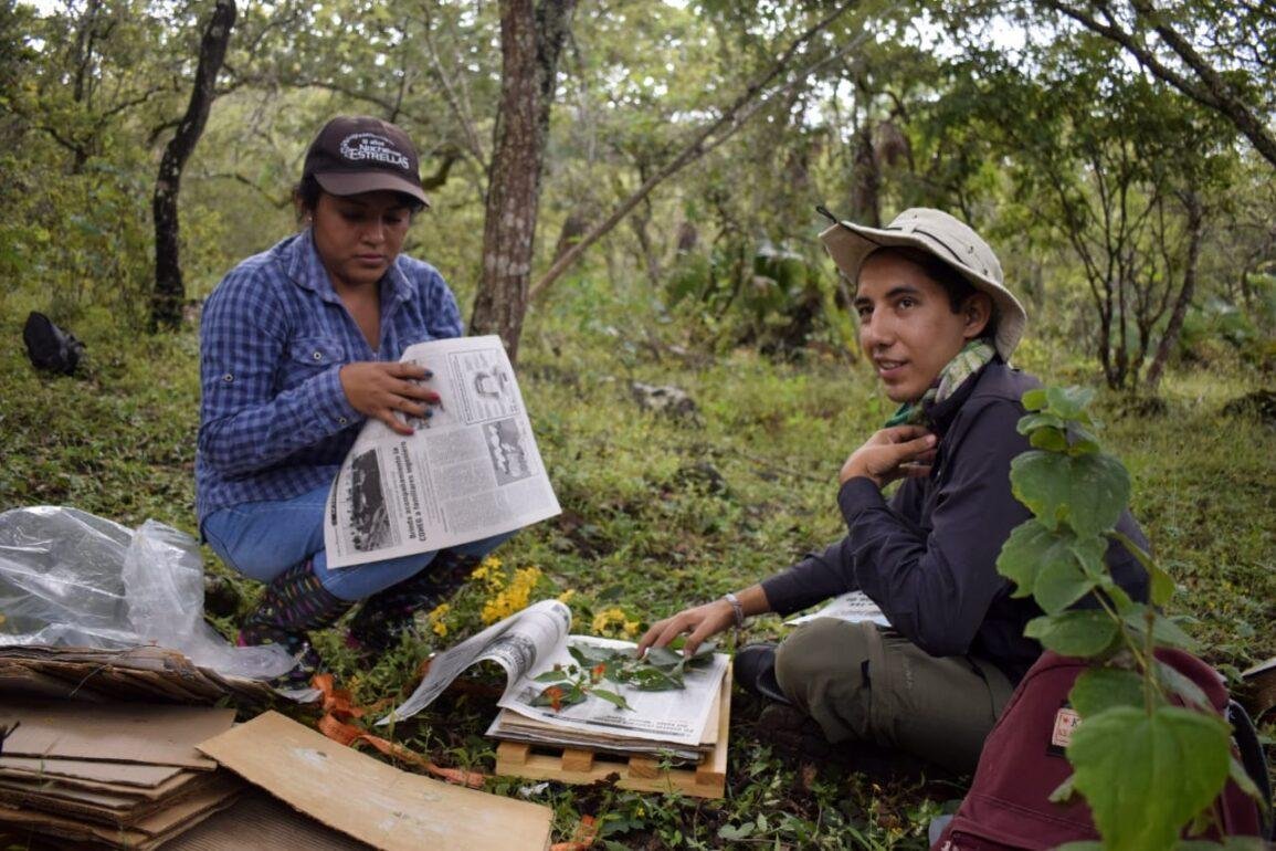 Misión del herbario de la Uagro:  preservar la flora de los pueblos originarios