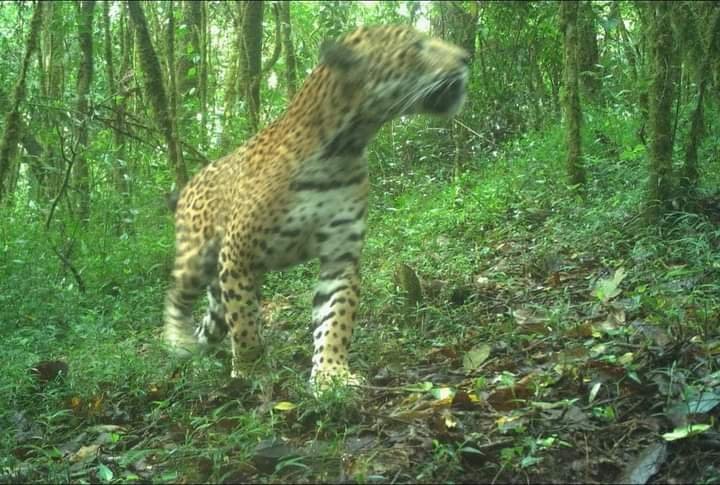 Se estima que hay 113 jaguares en el estado, de acuerdo con especialistas 