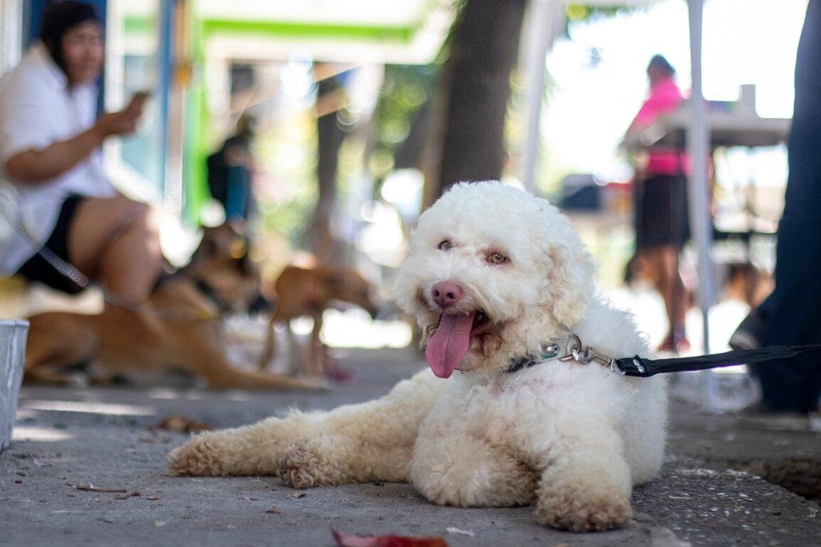 La adopción, una nueva oportunidad de vida para animales rescatados