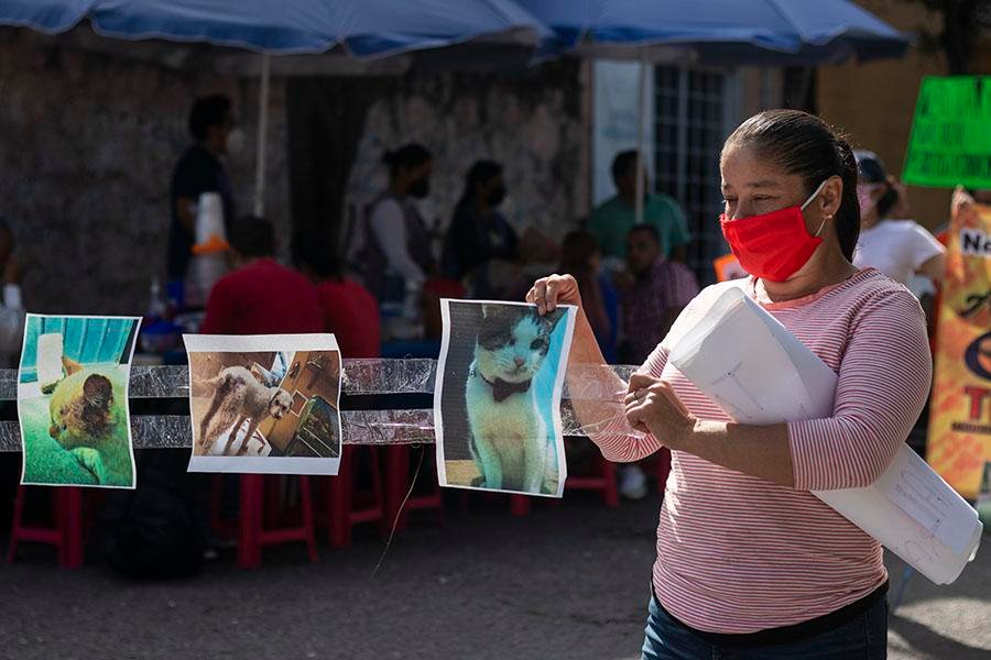 Envenenan a 35 perros y gatos en Atenango del Río
