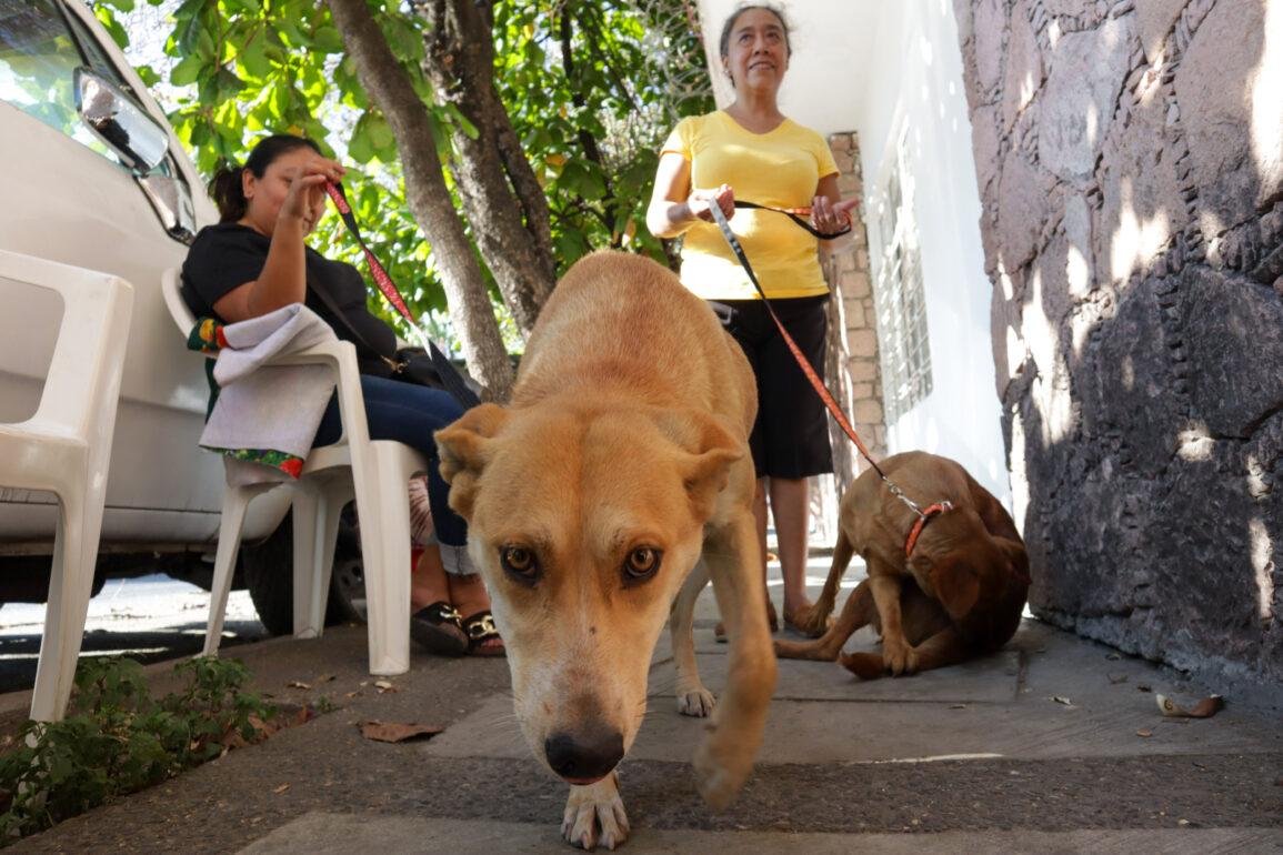 Más de 90,000 perros y gatos de calle en Chilpancingo; urge esterilizarlos