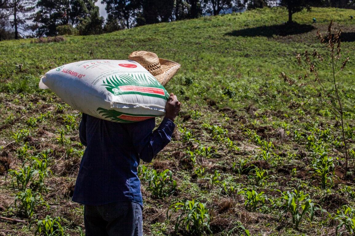 En el programa de fertilizante gratis del gobierno hay corrupción, opacidad y no impacta en la producción de maíz en Guerrero