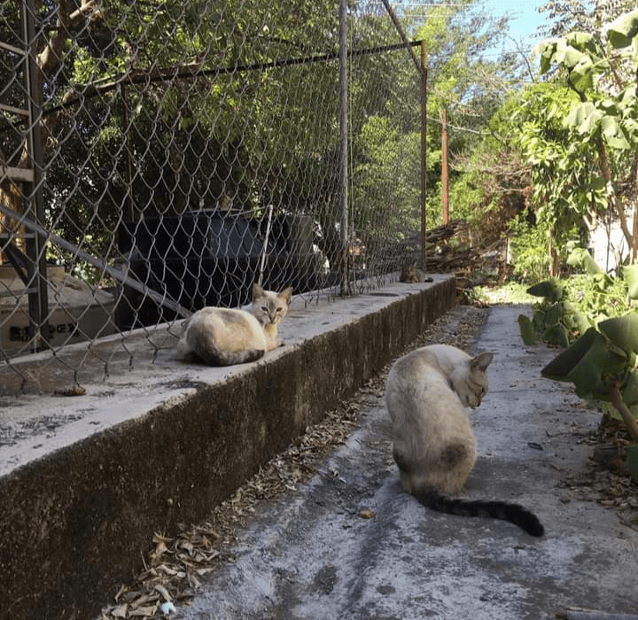 Más de 90 mil perros y gatos en situación de calles de Chilpancingo, en el abandono