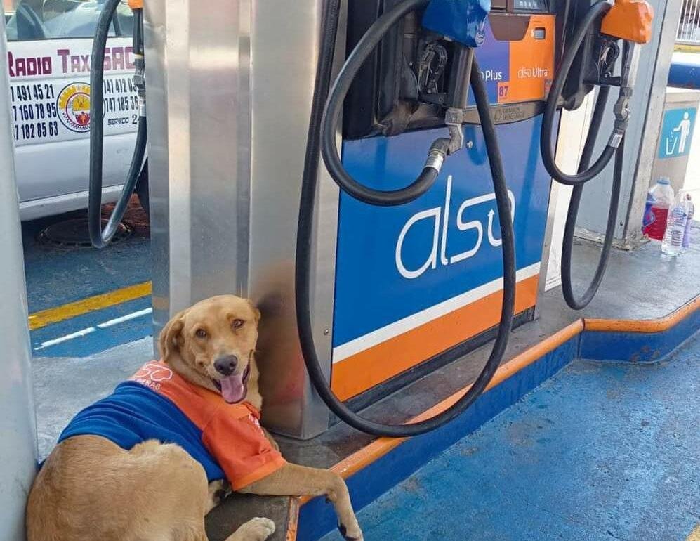 Trabajadores de gasolinera que adoptaron un perrito piden a la ciudadanía que propongan un nombre