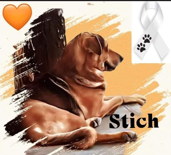 Muere Stich, el perro que fue golpeado por una familia por comerse un pan de una panadería