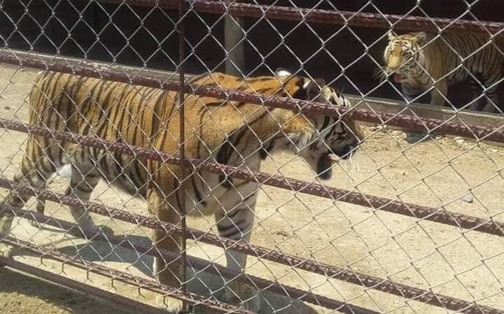Profepa definirá el destino de Vanessa, la tigre de bengala rescatada en Tecpan por militares