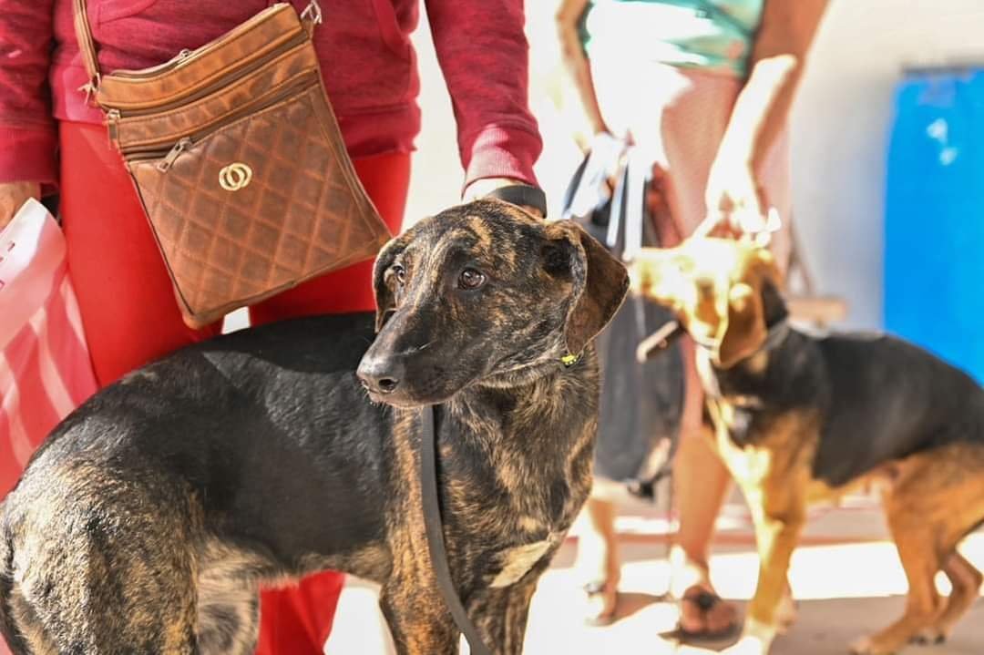 Desatiende población de Chilpancingo campaña de esterilización gratuita para perros en situación de calle
