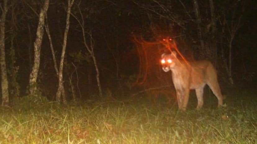 Registra Guerrero Jaguar avistamiento de un puma en Jaleaca