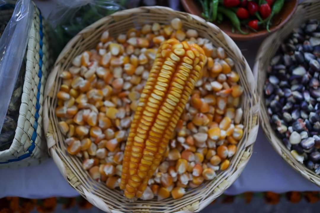 El campo guerrerense en riesgo por maíz transgénico y sequias