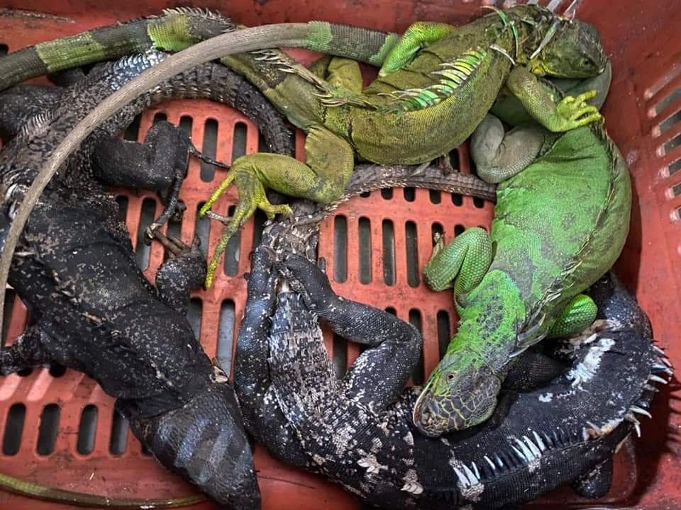 Iguanas en Guerrero: cuando una comida típica es una especie endémica vulnerable