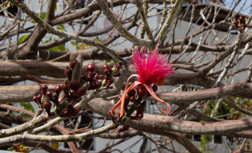 Clavellina, el árbol con propiedades curativas que está por desaparecer en Chilpancingo