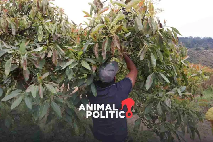 Campesinos de Guerrero cambian el cultivo de amapola por el de aguacate, pese al asedio de la Familia Michoacana