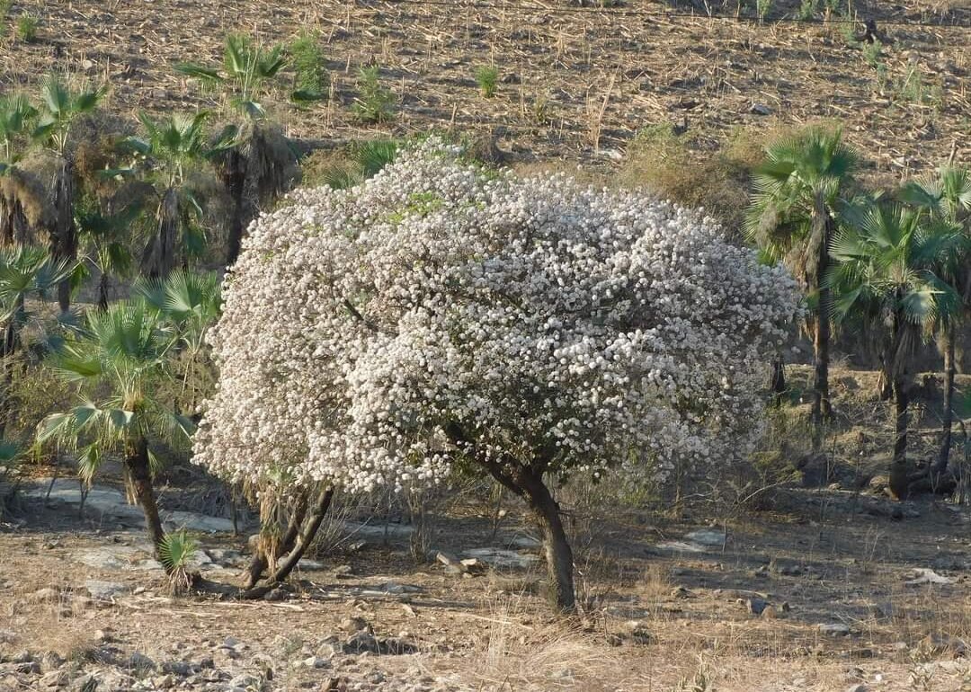 Palo prieto, el árbol de flores blancas y corteza negra endémico de México
