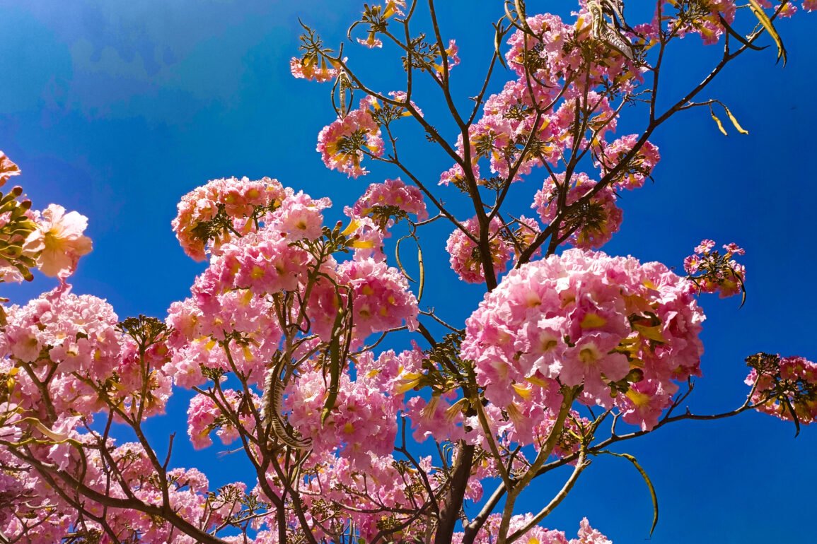 Robles rosas, los árboles que visten de tranquilidad la ciudad de Chilpancingo 