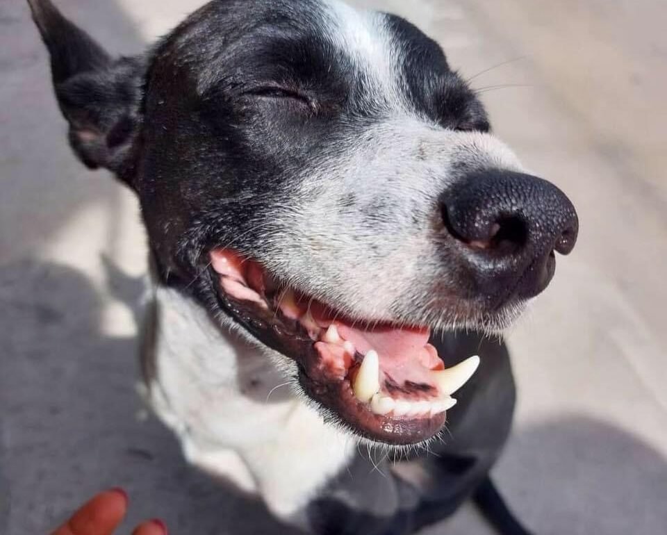 Rango, el perrito rescatado más famoso de las redes sociales, vive en Tixtla