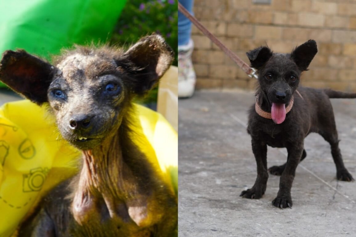 ¿La reconoces? Ella es Luna, la cachorra rescatada en los huesos y sin pelaje