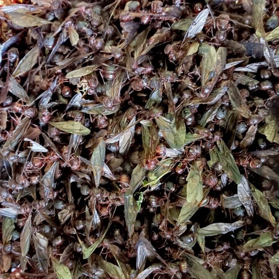 Los jumiles, los insectos comestibles de Guerrero — Amapola